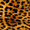 _leopard